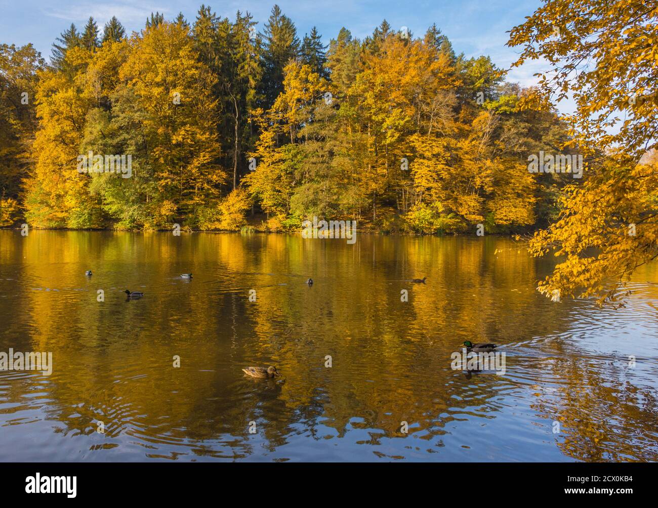 Matin d'automne au lac Thal près de Graz, région de Styrie, Autriche Banque D'Images