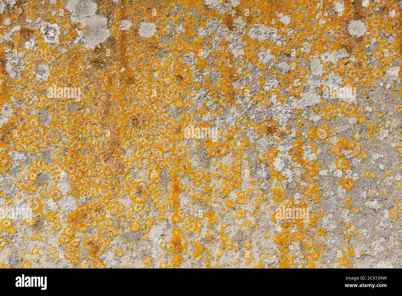 Motif rustique naturel avec lichen et texture formé sur une vieille dalle de pierre. Texture d'arrière-plan. Banque D'Images