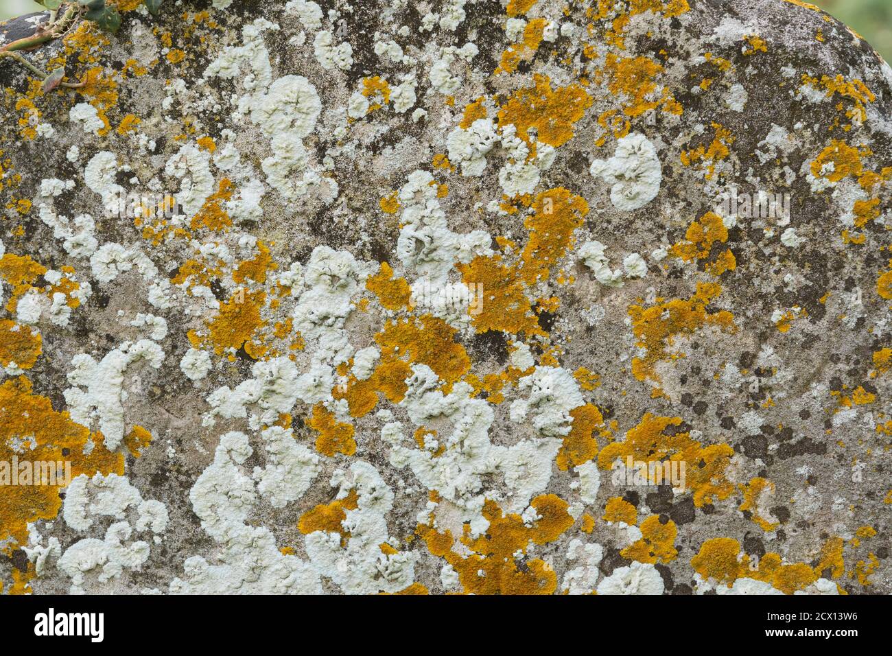 Motif rustique naturel avec lichen et texture formé sur une vieille dalle de pierre. Texture d'arrière-plan. Banque D'Images