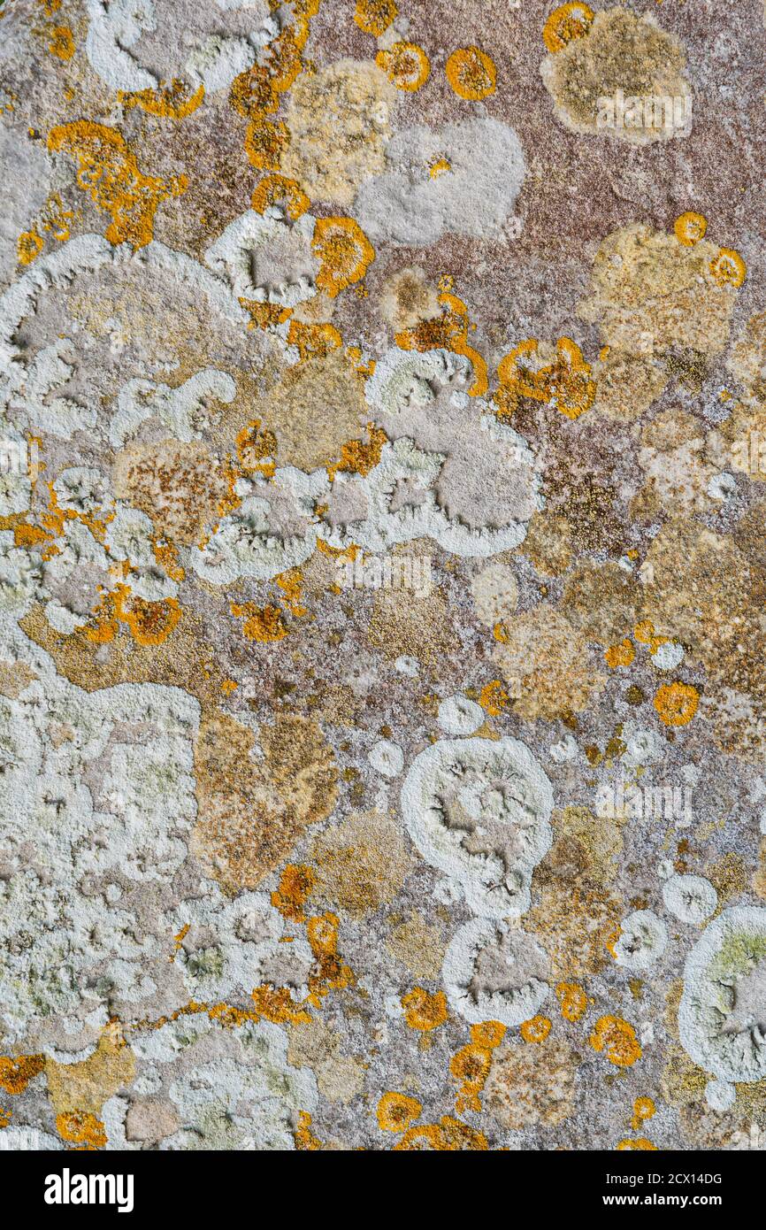 Motif rustique naturel avec lichen et texture formé sur une vieille dalle de pierre. Texture d'arrière-plan. Banque D'Images