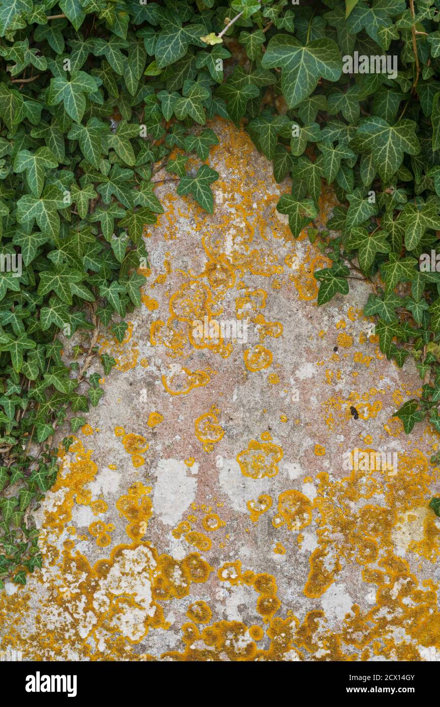 Motif naturel rustique de texture d'arrière-plan avec lichen et lierre formé sur une vieille dalle de pierre. Banque D'Images