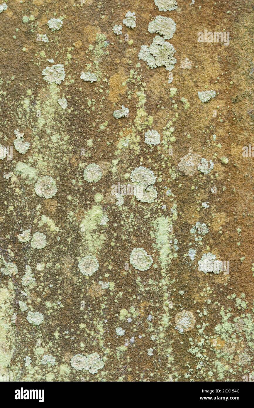 Motif rustique naturel avec lichen et texture formé sur une vieille dalle de pierre. Texture d'arrière-plan. Banque D'Images
