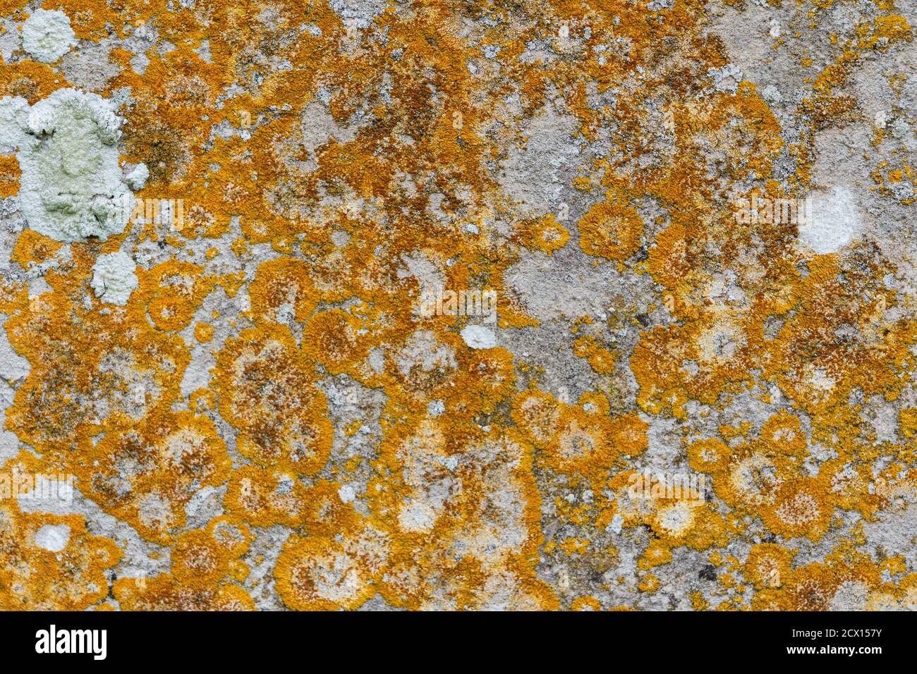 Motif rustique naturel avec lichen et texture formé sur une vieille dalle de pierre. Texture d'arrière-plan. Banque D'Images