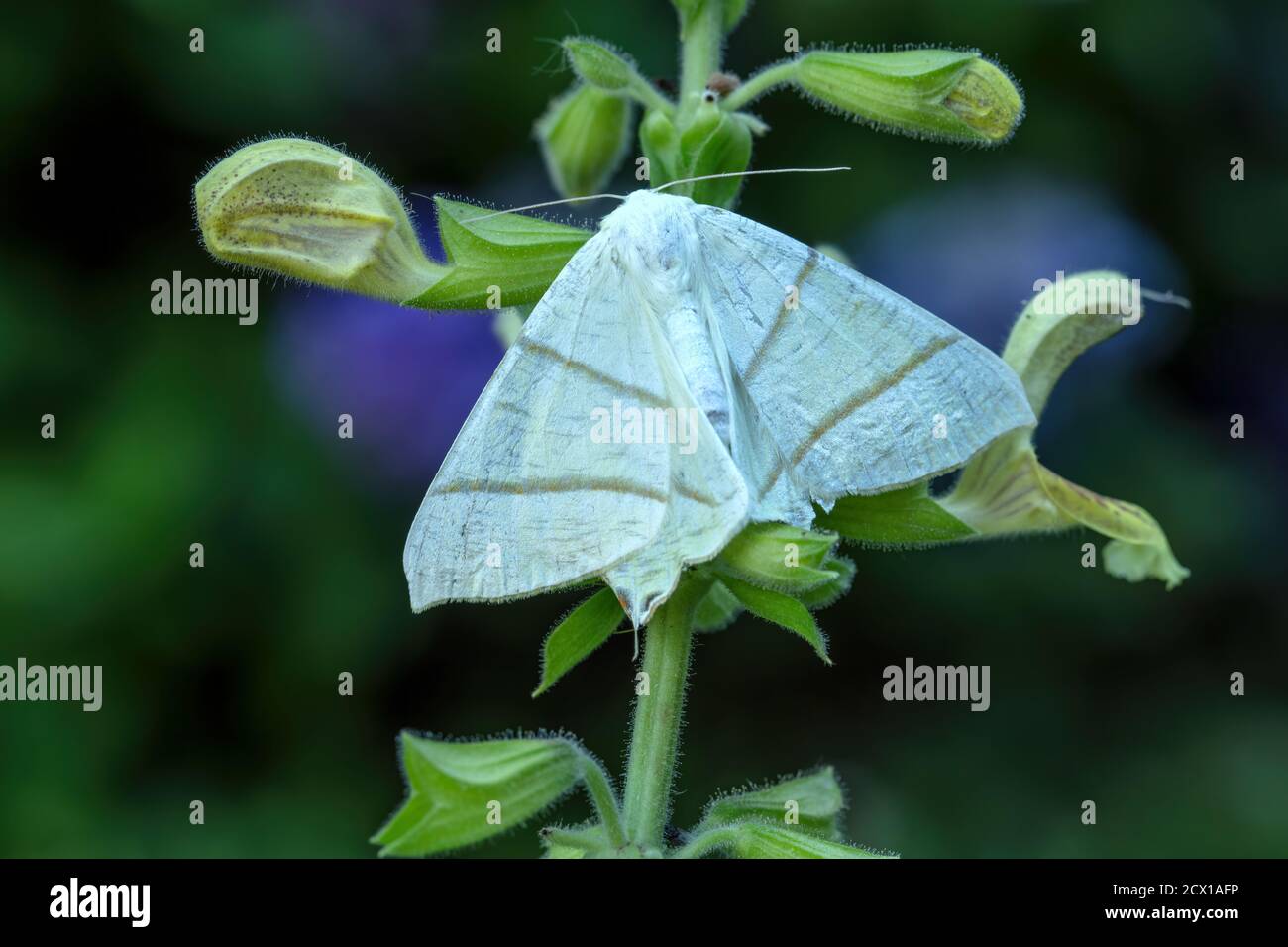 Moth, Suisse, nature, insecte, Ourapteryx sambucaria, papillon à queue de cygne Banque D'Images