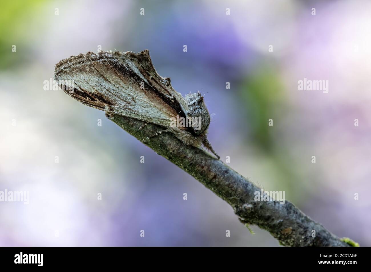 Pheosia gnoma, Moth, Suisse, nature, insecte, hirondelle proéminente Banque D'Images