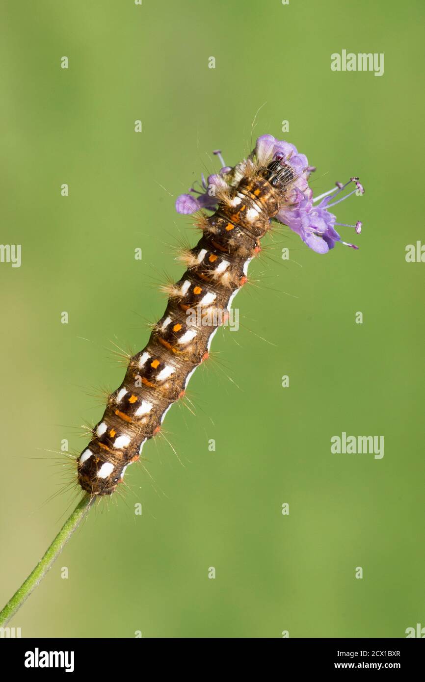 The Knot Grass, Acronicta rumicis, teigne de chenille, se nourrissant de Diable's bit scabious, Succisa pratensis, Sussex, Royaume-Uni, septembre Banque D'Images