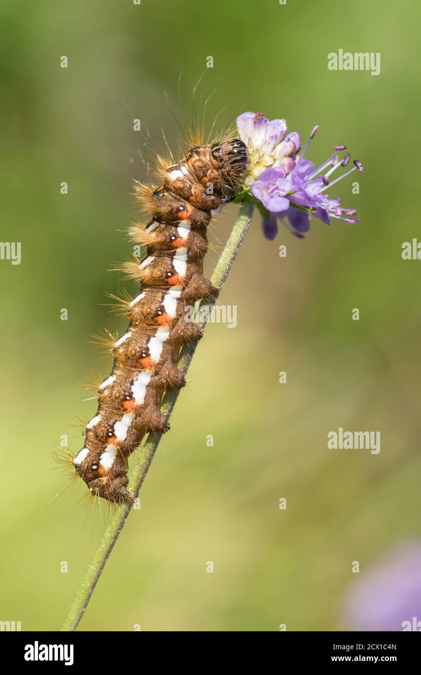 The Knot Grass, Acronicta rumicis, teigne de chenille, se nourrissant de Diable's bit scabious, Succisa pratensis, Sussex, Royaume-Uni, septembre Banque D'Images