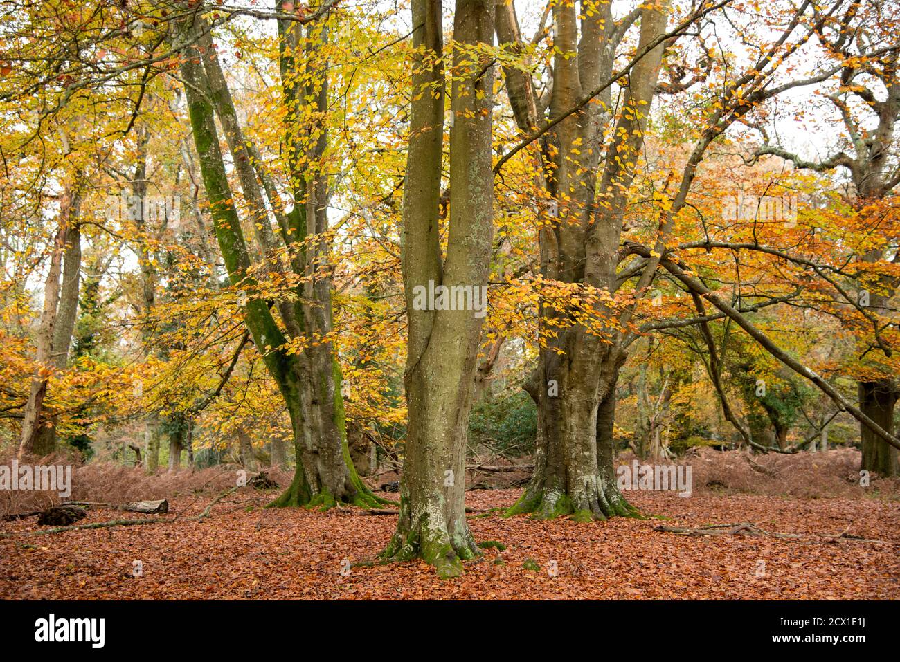 Scène d'automne dans la New Forest, Hampshire. Banque D'Images