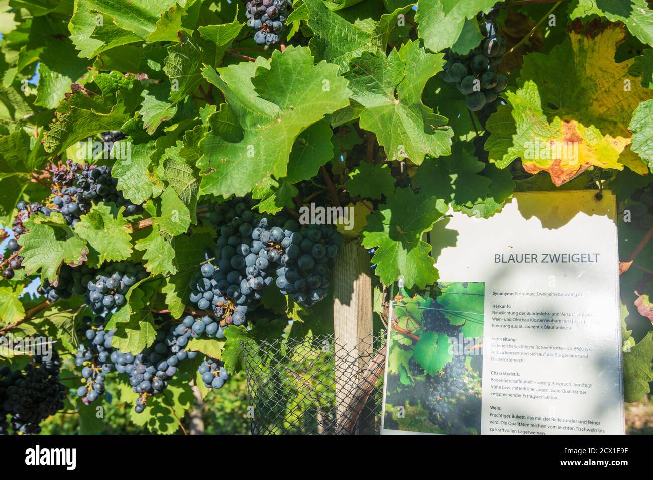 Wildendürnbach: Panneau pour le type de vin 'Blauer Zweigelt' aux raisins à Kellergasse Galgenberg (Kellergasse: Voie avec caves à vin d'un côté ou des deux Banque D'Images