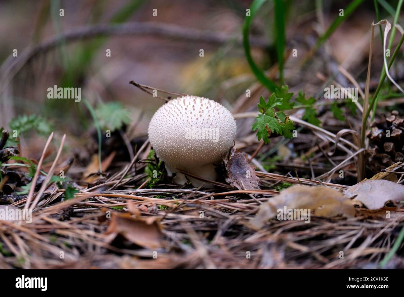 Le champignon blanc rond pousse dans la forêt. Photo sombre, arrière-plan flou. Banque D'Images