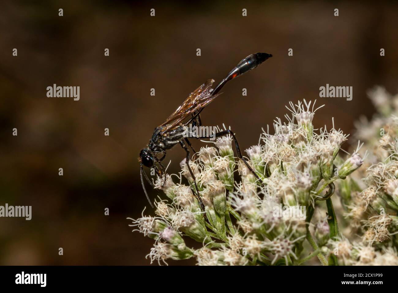 Gros plan image macro isolée d'une guêpe noire à fils communs (Ammophila procera) aspirant le nectar d'une fleur de boneset blanche commune. C'est un W Banque D'Images