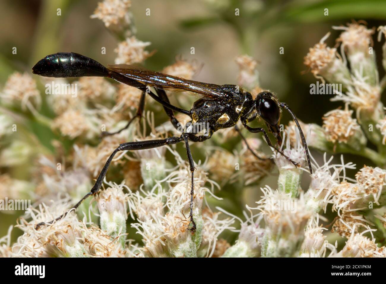 Gros plan image macro isolée d'une guêpe noire à fils communs (Ammophila procera) aspirant le nectar d'une fleur de boneset blanche commune. C'est un W Banque D'Images