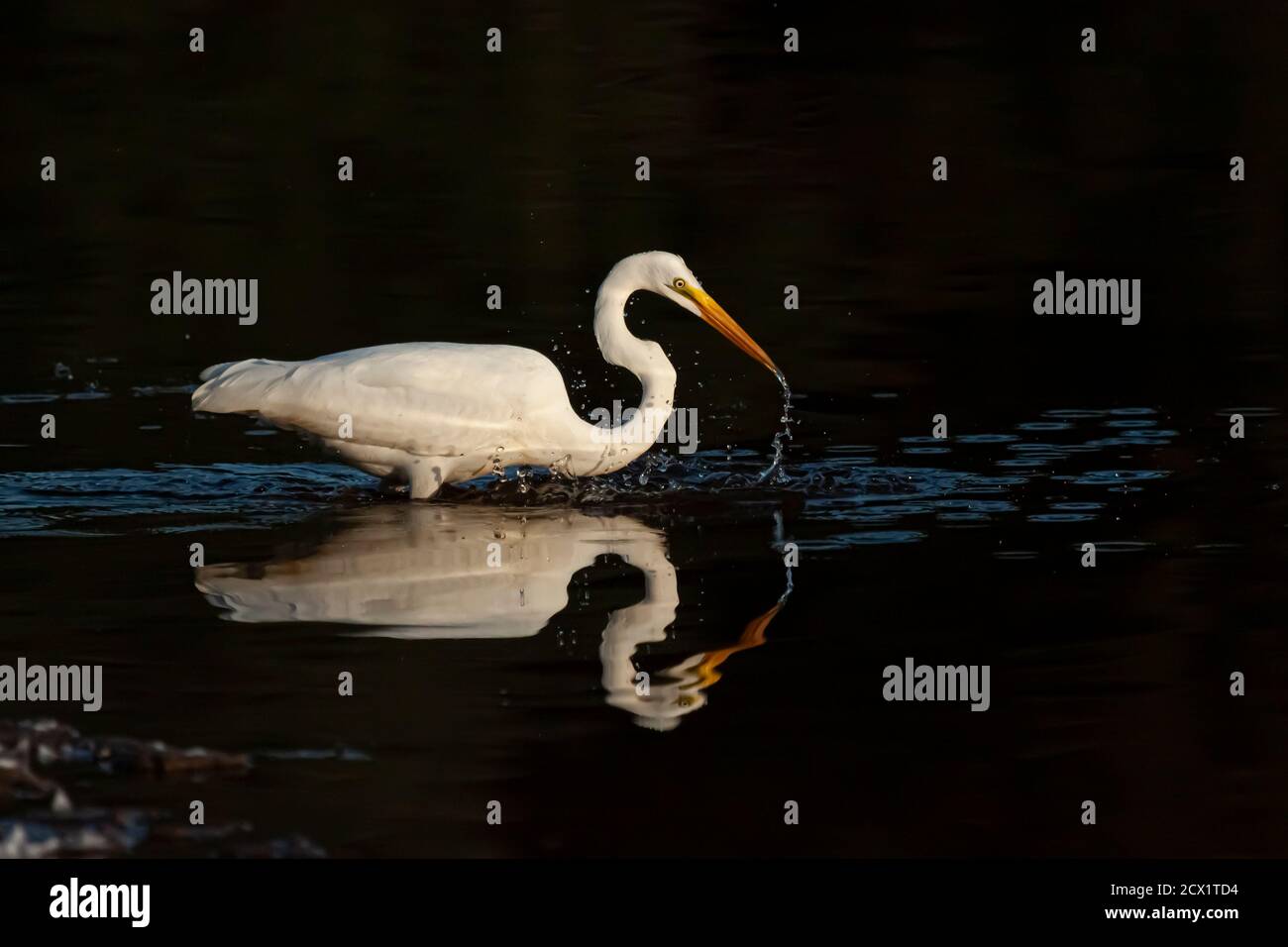image isolée d'un grand aigreet (adrea alba) également connu comme grand héron blanc marchant dans des eaux peu profondes au coucher du soleil. Des gouttelettes d'eau s'écoulent Banque D'Images