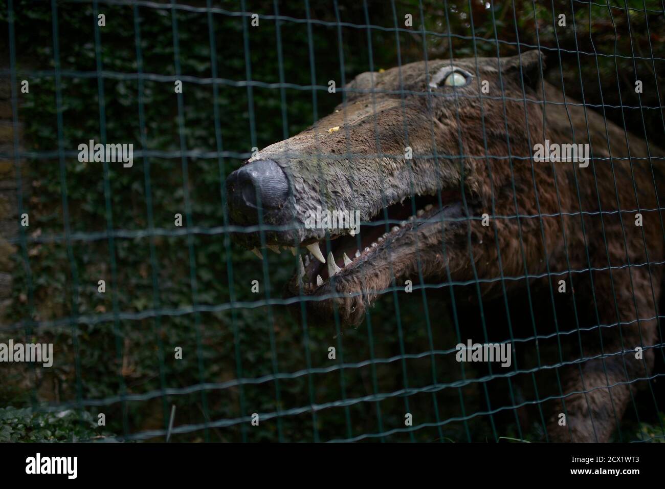 A life-size model of a growling Andrewsarchus is seen through its cage at the Karpin Abentura park in the Karrantza valley, outside Bilbao July 26, 2014. The park, housing wildlife and model A life-size model of a growling Andrewsarchus is seen through its cage at the Karpin Abentura park in the Karrantza valley, outside Bilbao July 26, 2014. The park, housing wildlife and model