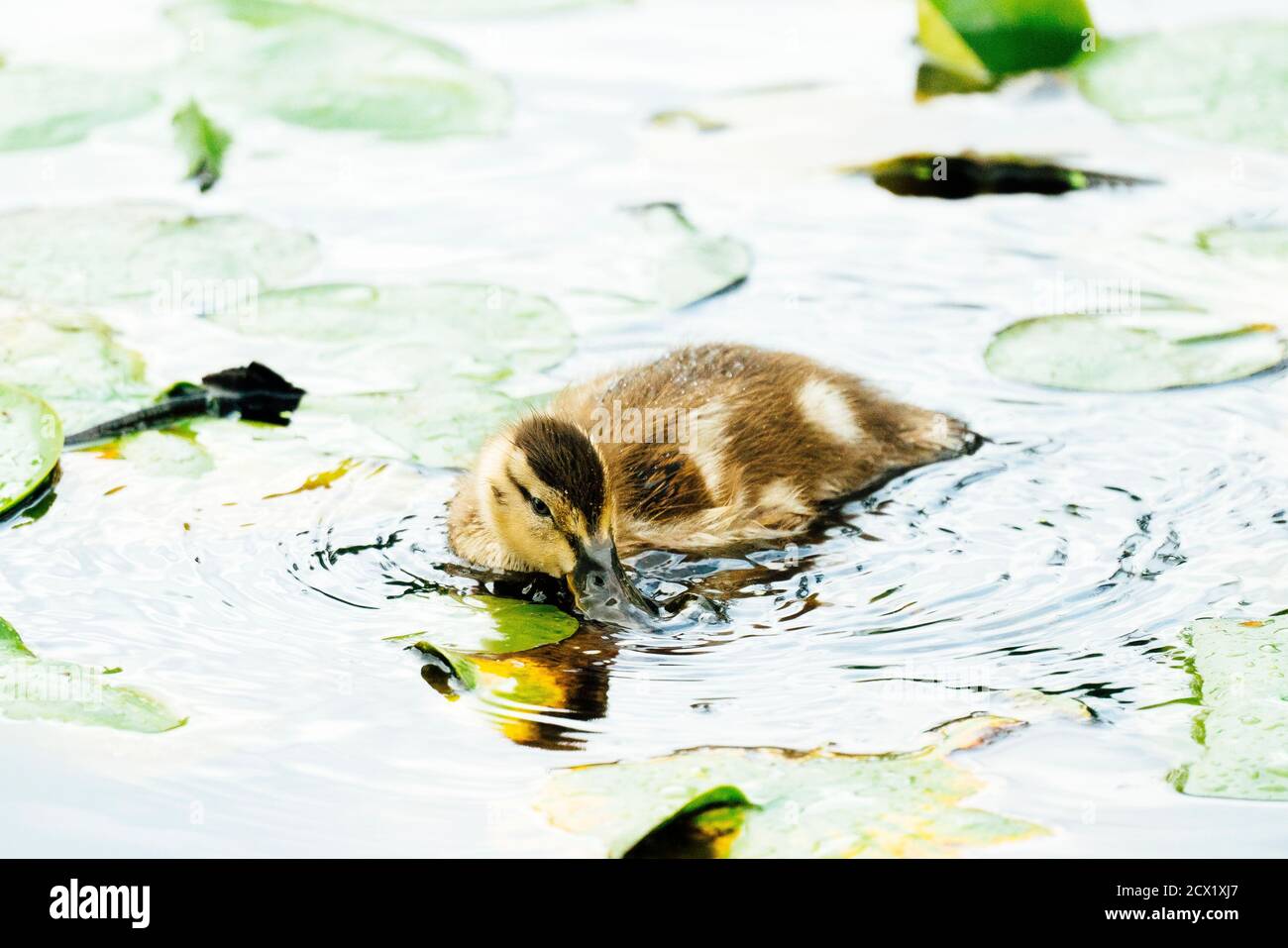Vue en gros plan d'une eau potable de caneton de canard colvert Banque D'Images