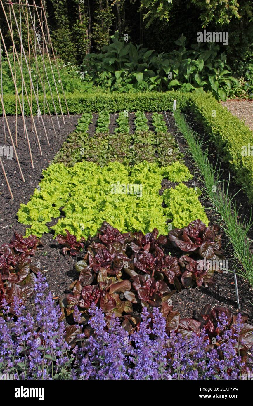 différentes variétés de laitue poussent dans un allotissement Banque D'Images