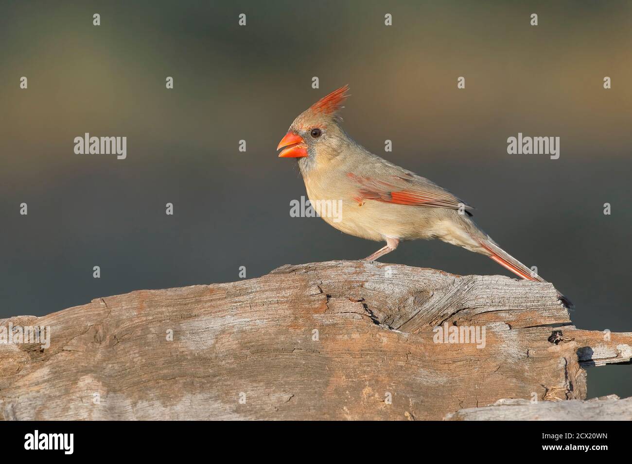 Cardinal du Nord (cardinalis cardinalis) femelle, Texas du Sud, États-Unis Banque D'Images