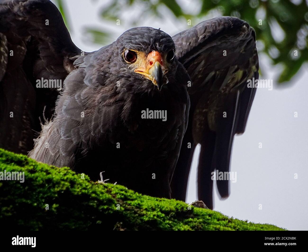 La chasse Hawk Banque D'Images