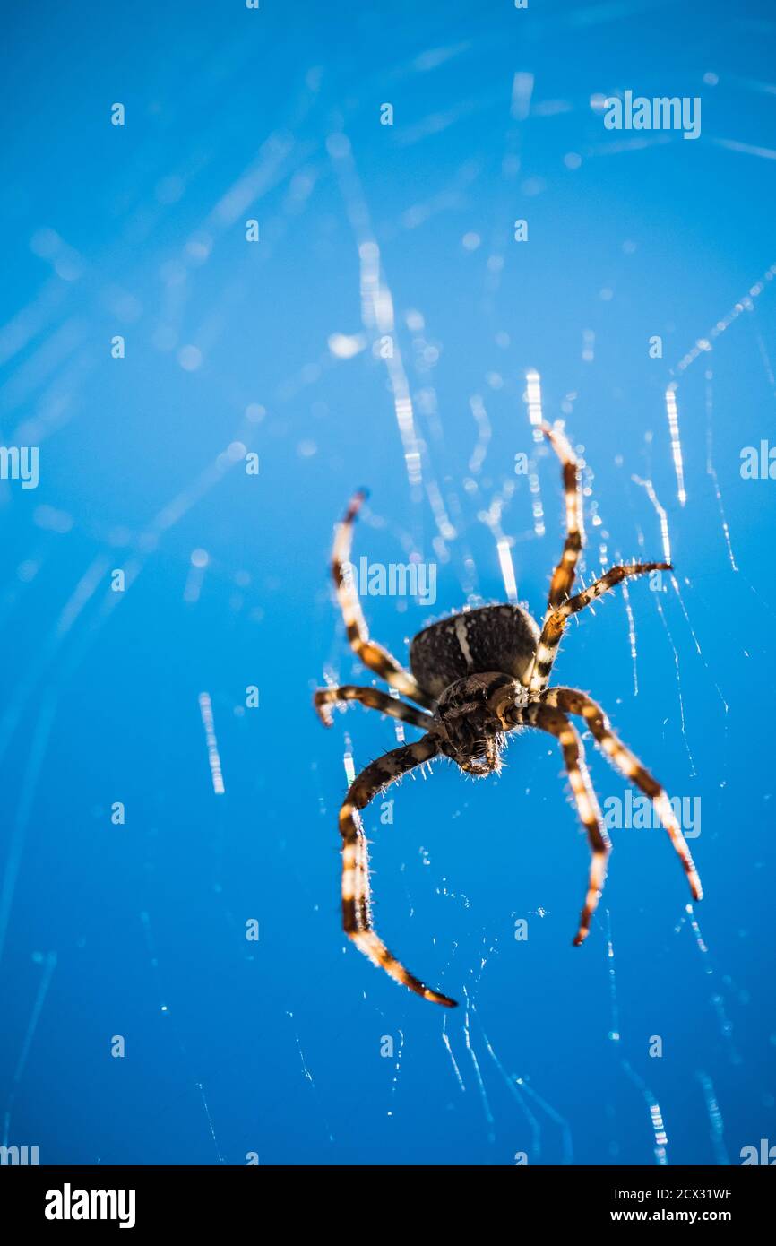Effrayant, Creepy Spider dans son Web dans le soleil éblouissant, Cross Spider ou European Garden Spider contre Blue Sky, un concept de danger, de peur et d'Arachnopho Banque D'Images