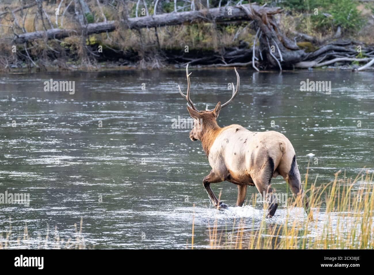 Bull Elk traverse la rivière Madison dans le parc national de Yellowstone Banque D'Images