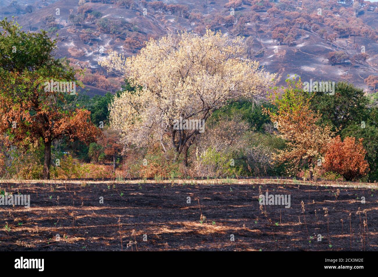 Automne Burn, les pousses vertes apparaissent que la nature récupère rapidement forme de feu de forêt dévastateur. Banque D'Images