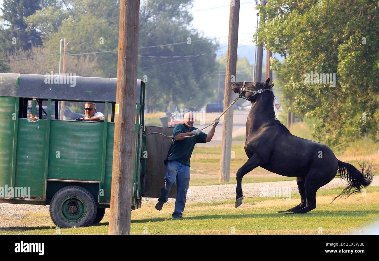 A man tries to load a horse into a trailer after fire officials ordered the  evacuation of Fairview, Utah as the Wood Hollow fire approaches the town  June 26, 2012. Authorities said