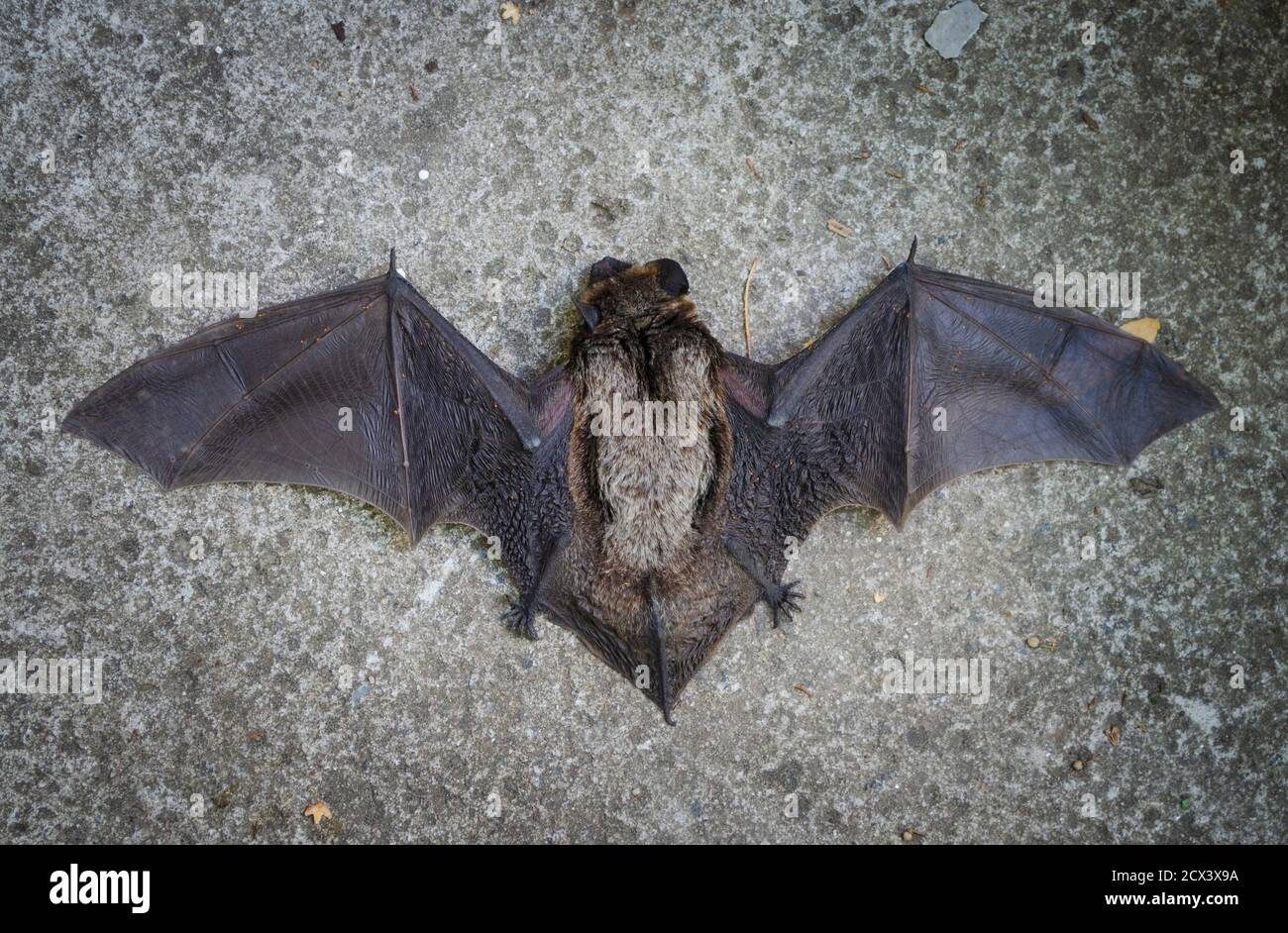 Gros plan de la petite batte. Chemin de travail isolé. Une chauve-souris tombée sur le sol avant le sauvetage. Banque D'Images