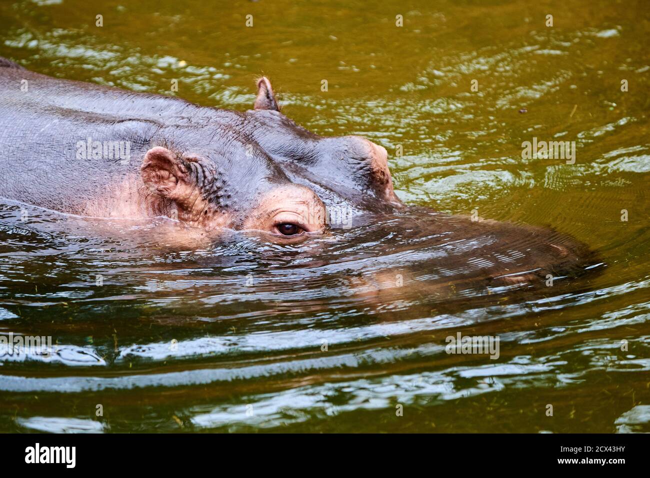 Femelle hippo Banque de photographies et d’images à haute résolution