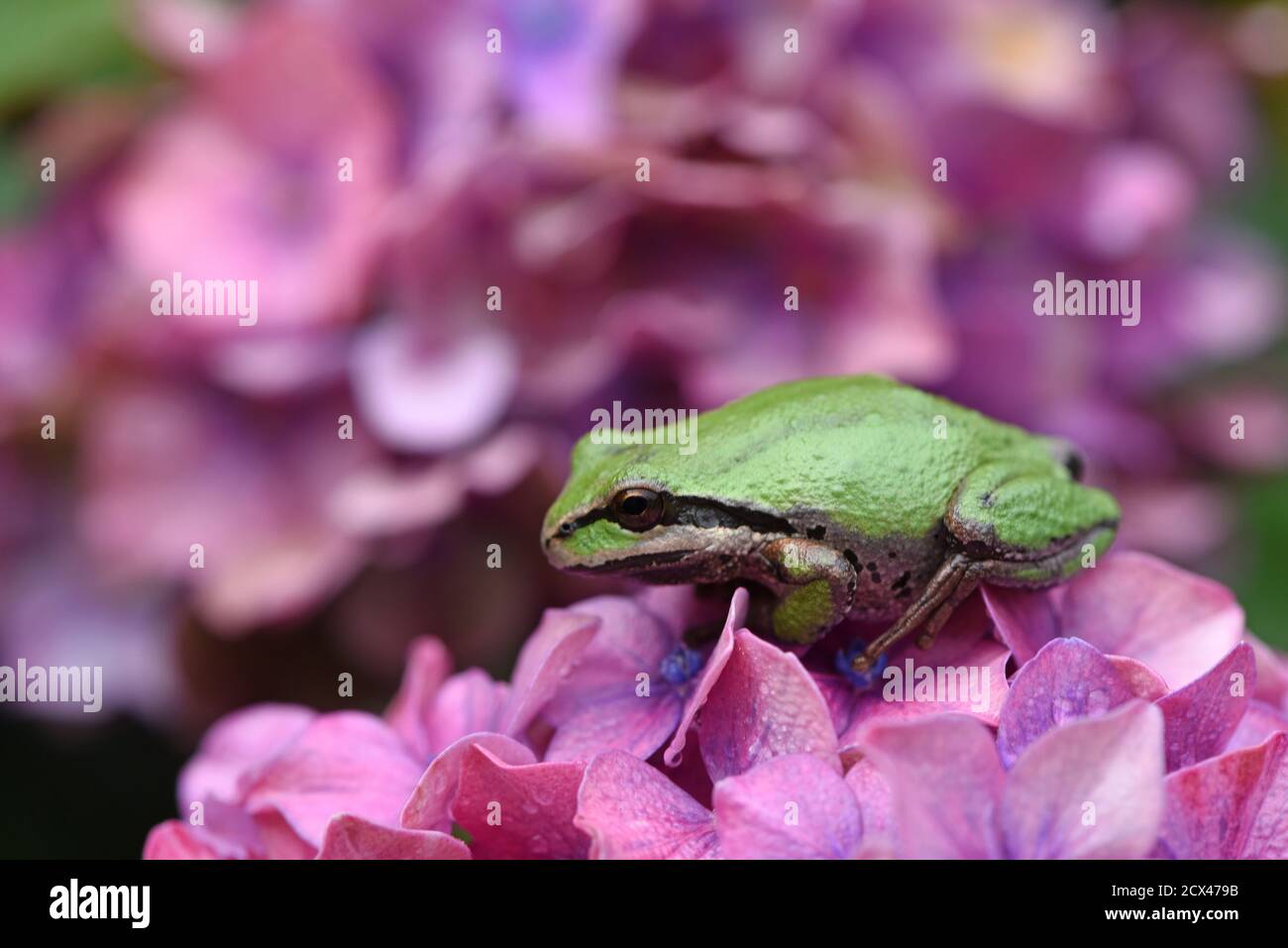 Une grenouille du Pacifique verte et noire (Pseudacris regilla) est assise sur une fleur pourpre et bleue sur un buisson de rhododendron dans un jardin de l'île de Vancouver, Brit Banque D'Images