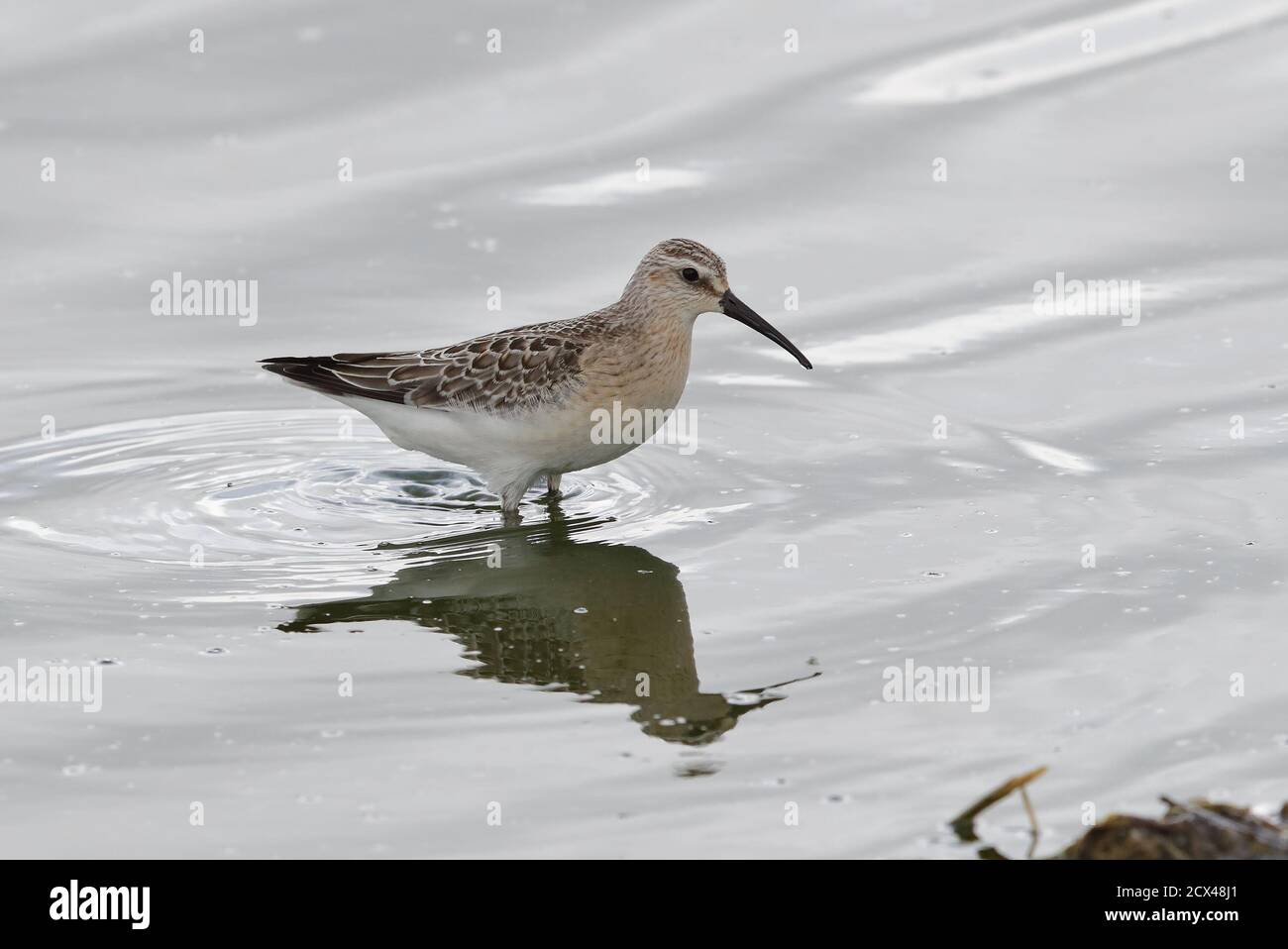 Sandpiper pour jeunes Curlew. Banque D'Images