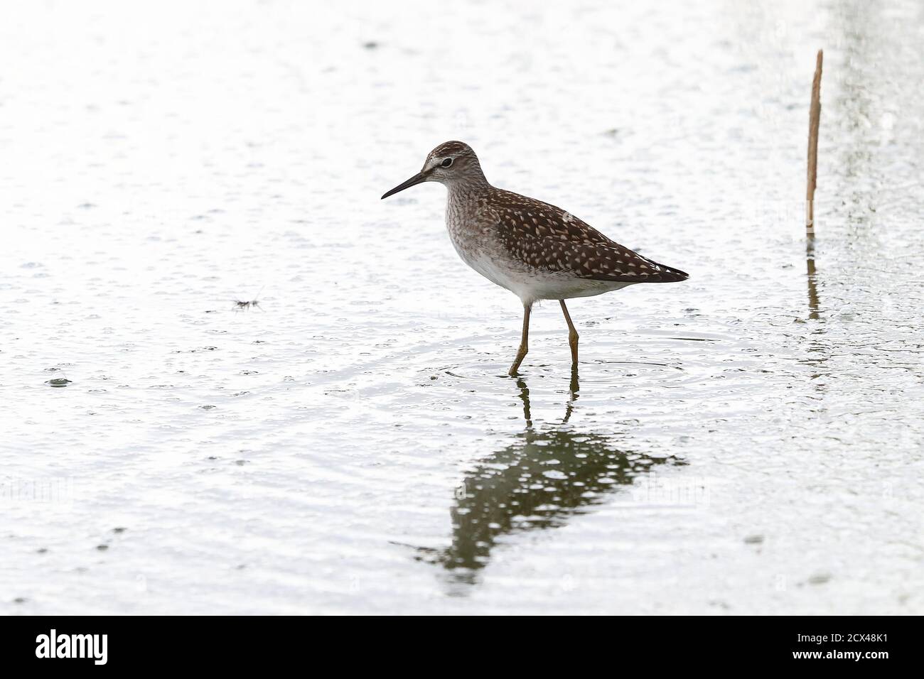 Sandpiper en bois pour mineurs Banque D'Images