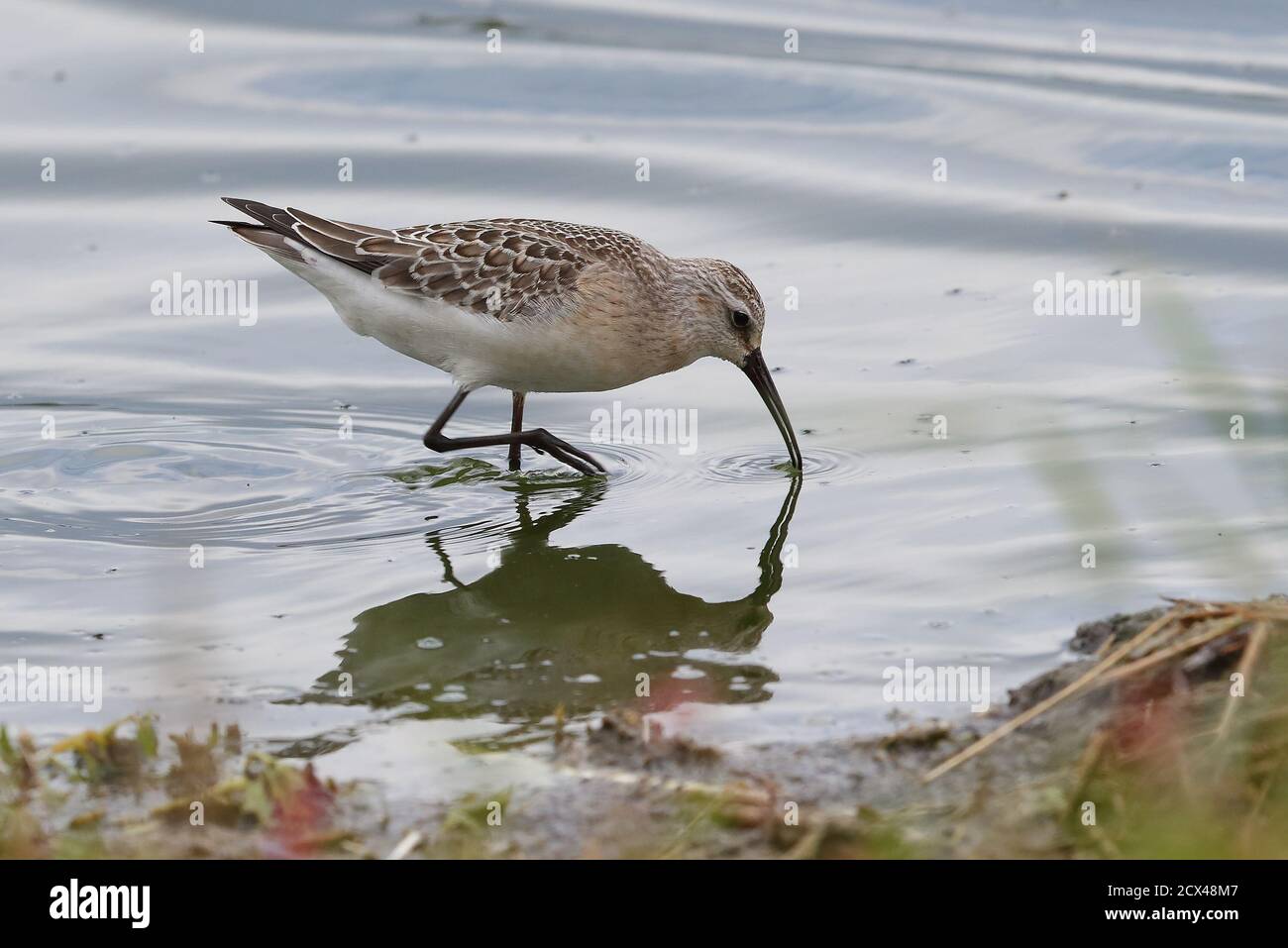 Sandpiper pour jeunes Curlew. Banque D'Images