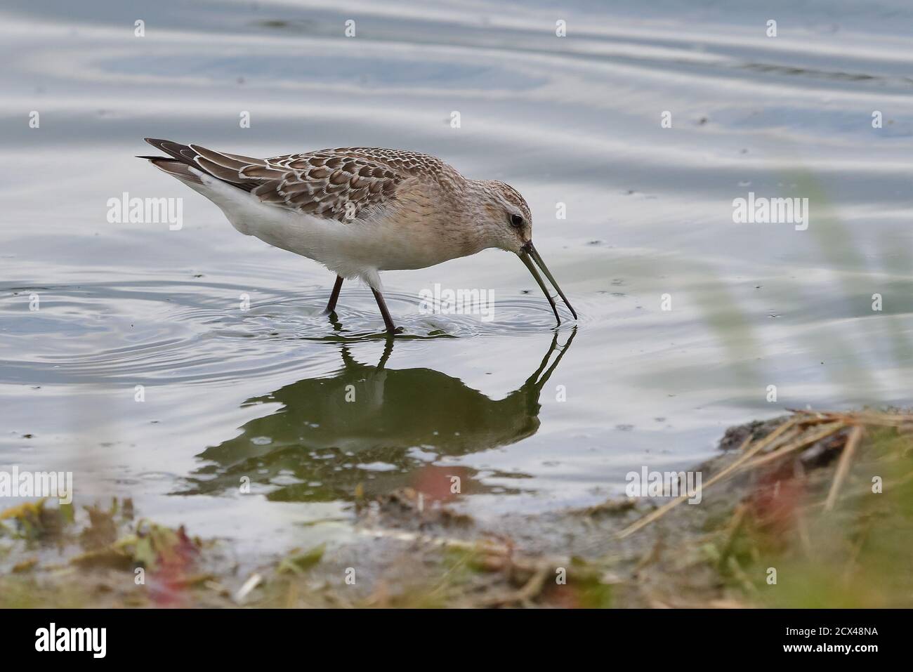 Sandpiper pour jeunes Curlew. Banque D'Images