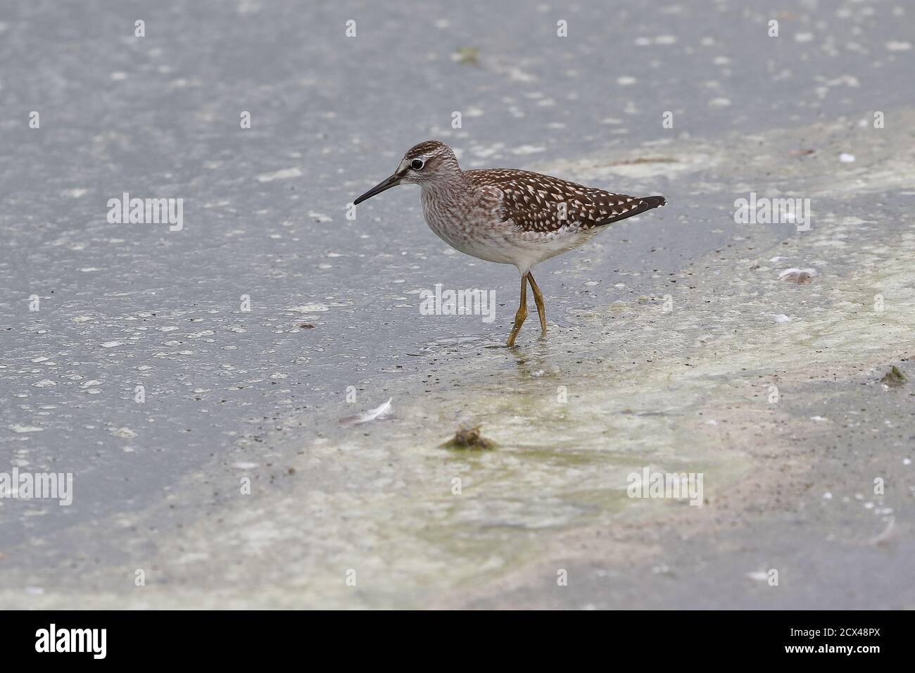 Sandpiper en bois pour mineurs Banque D'Images