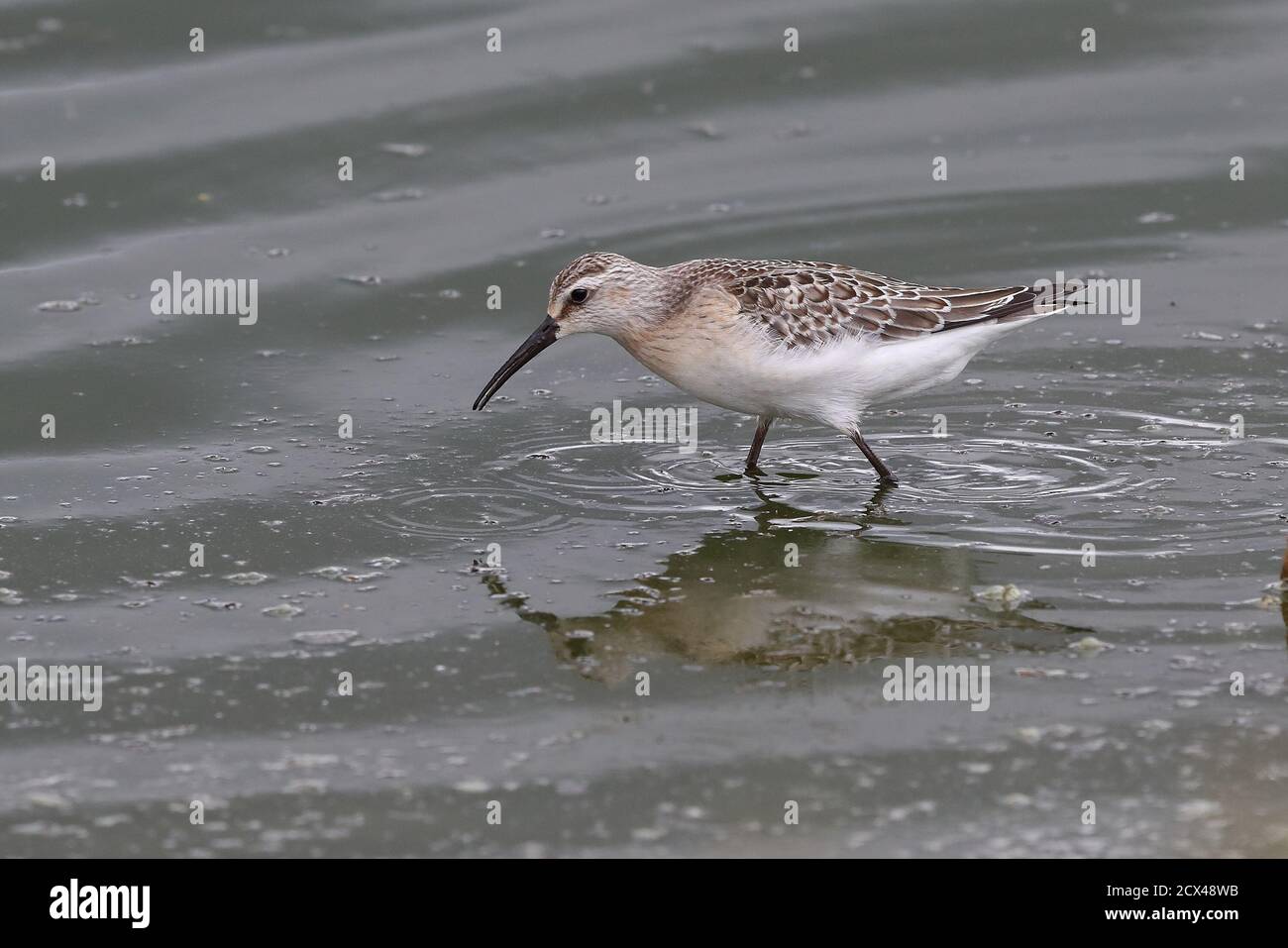 Sandpiper pour jeunes Curlew. Banque D'Images