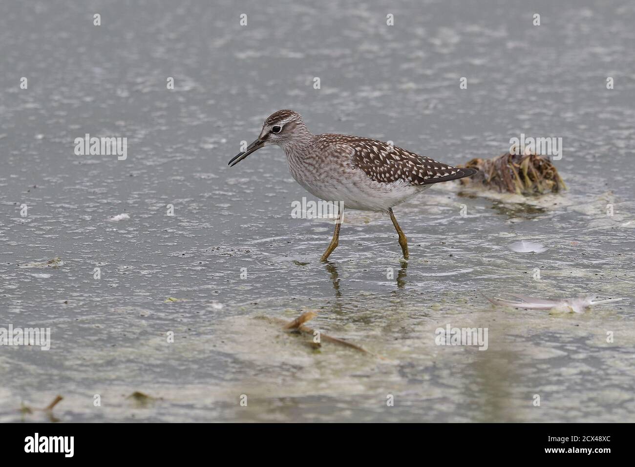 Sandpiper en bois pour mineurs Banque D'Images