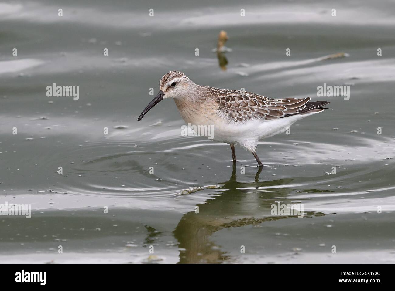 Sandpiper pour jeunes Curlew. Banque D'Images