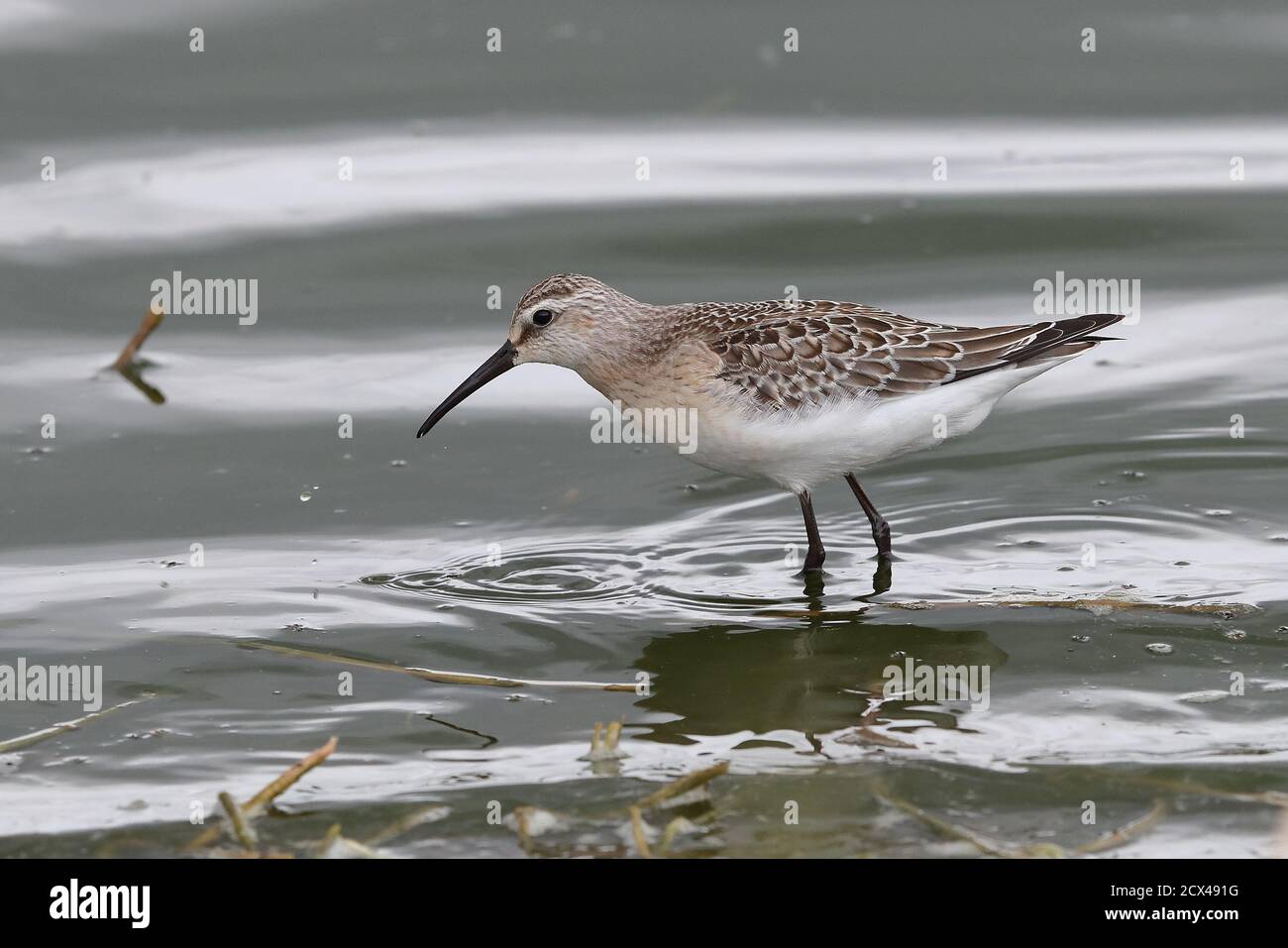 Sandpiper pour jeunes Curlew. Banque D'Images