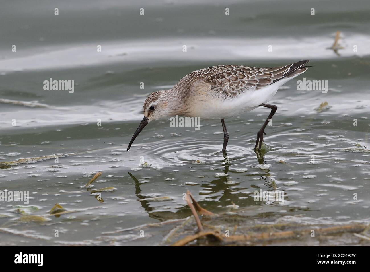 Sandpiper pour jeunes Curlew. Banque D'Images