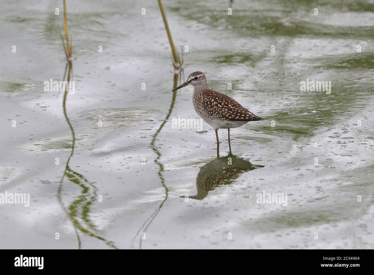 Sandpiper en bois pour mineurs Banque D'Images