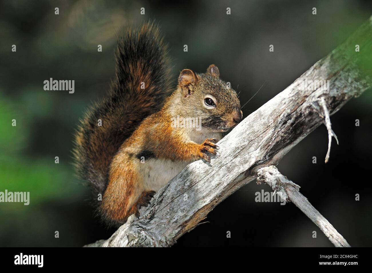 Canada, Maritimes, Terre-Neuve, Sciurus vulgaris, écureuil roux Banque D'Images