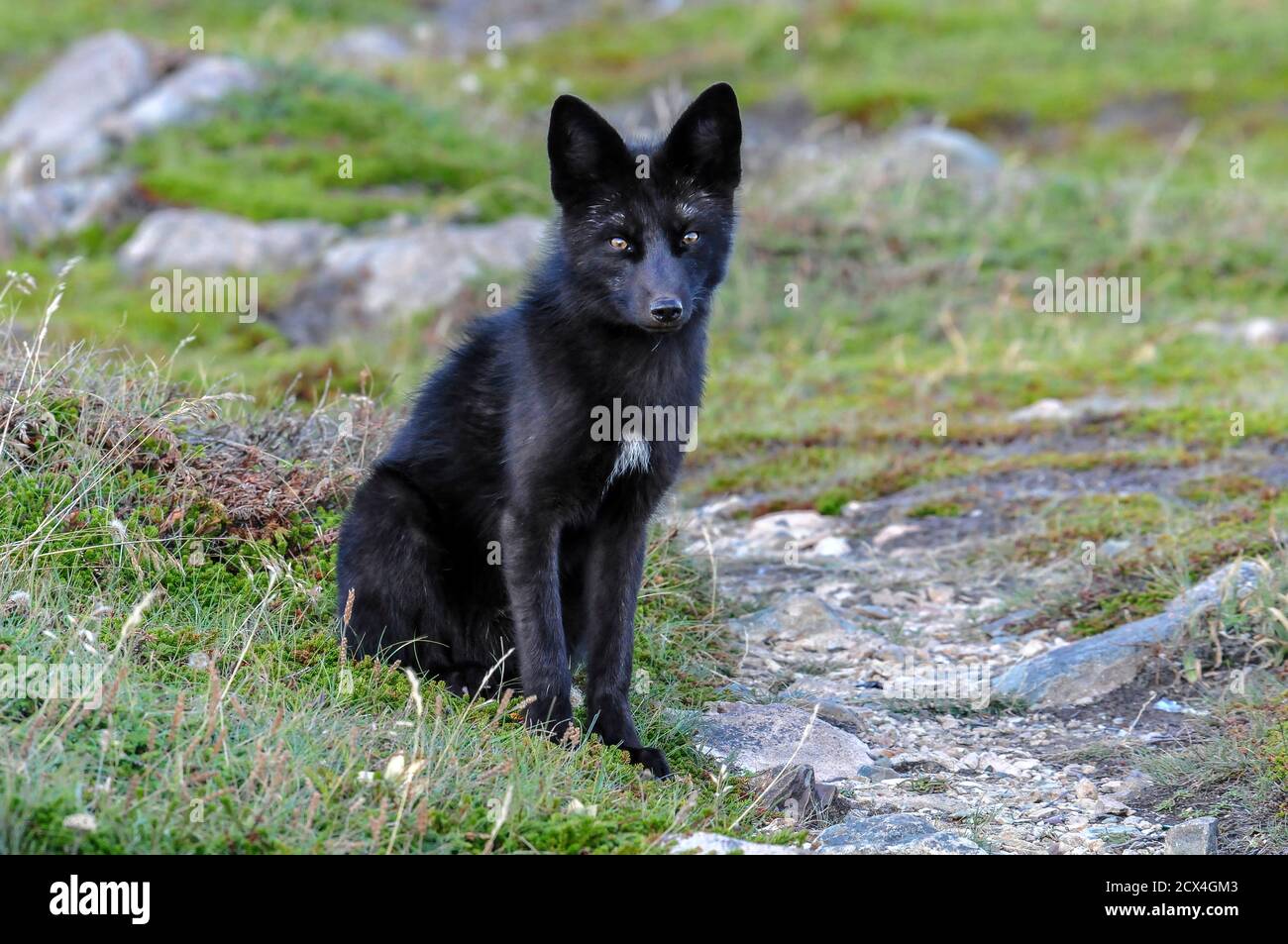 Canada, Maritimes, Terre-Neuve, Twillingate, Arctic Fox, Vulpes lagopus, Banque D'Images