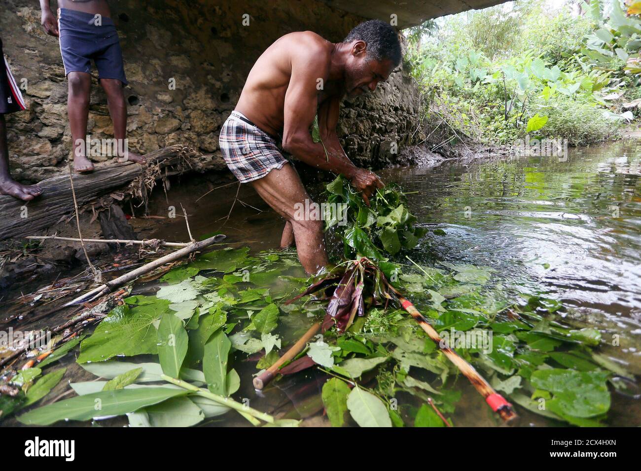 Stick Fighter Bernard Dyer Uses Local Plants To Prepare A Ritual Bush Bath For Himself And His Sticks Prior To Competing In The Finals Of The National Stick Fighting Competition In The