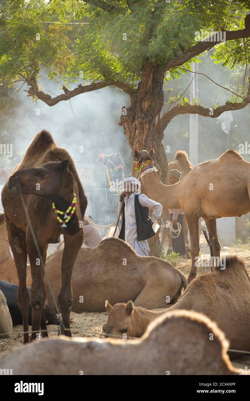 Camel Pushkar fair, Pushkar, Rajasthan, India Banque D'Images