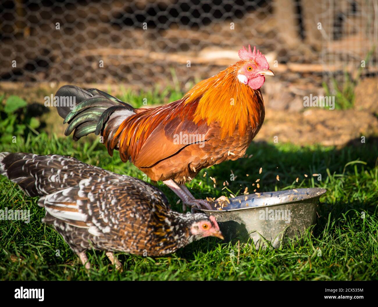 Stoapiperl/ Steinhendl, une race de poulet en voie de disparition originaire d'Autriche Banque D'Images