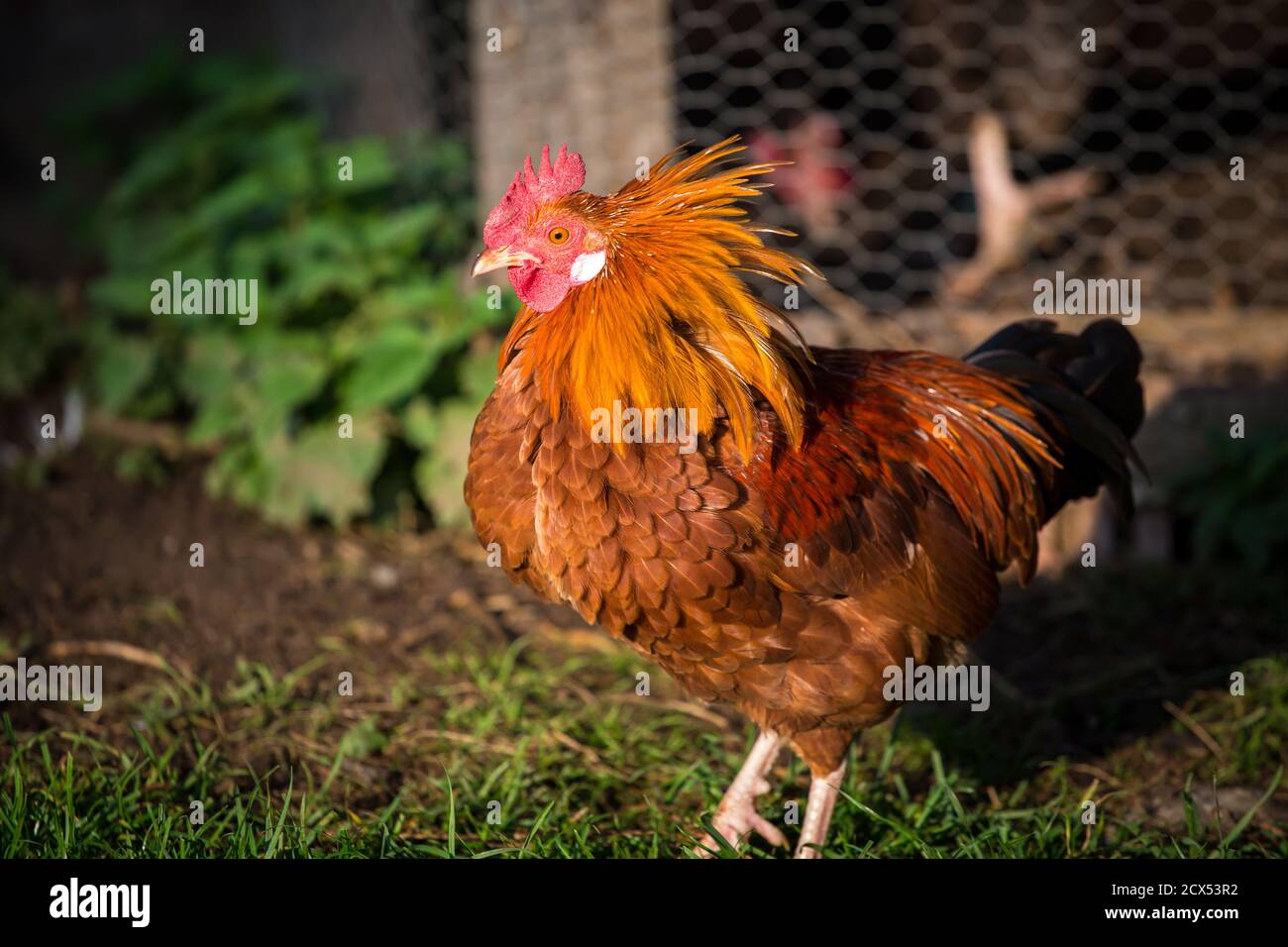 Stoapiperl/ Steinhendl Rooster secouer, une race de poulet en voie de disparition originaire d'Autriche Banque D'Images