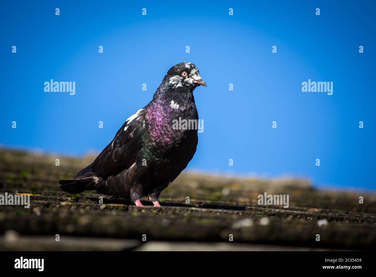 Waldviertel Cropper Pigeon (Waldviertler Kröpfer) - une race de pigeon d'Autriche en voie de disparition Banque D'Images