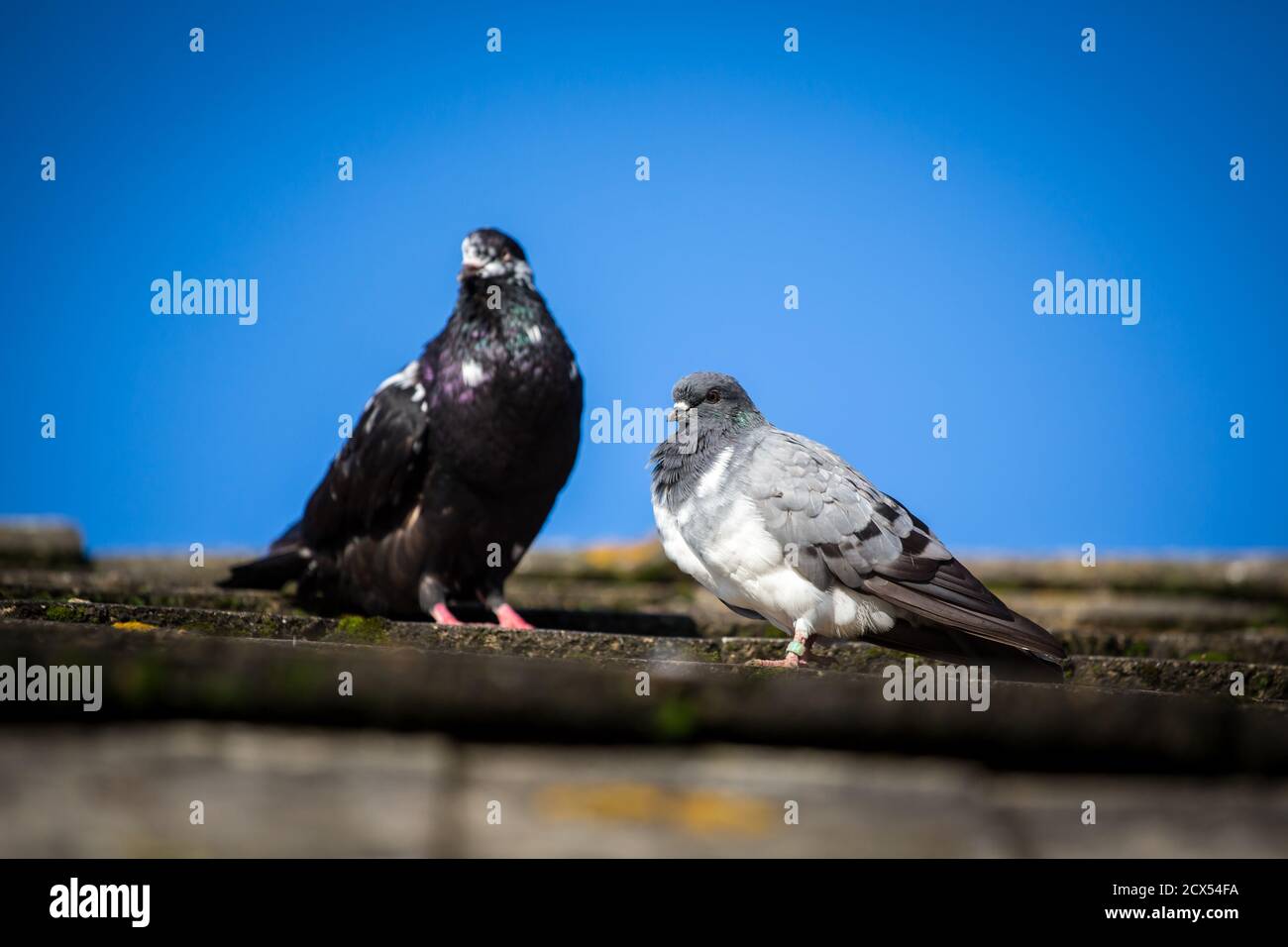 Pigeon de Tumbler (Altösterreichischer Tümmler) - une race de pigeon d'Autriche en voie de disparition Banque D'Images