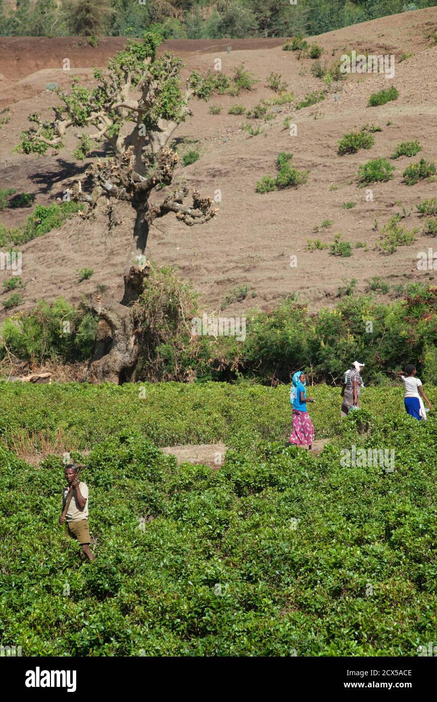 Culture du khat. Catha edulis. Près de Gondar, Éthiopie Banque D'Images