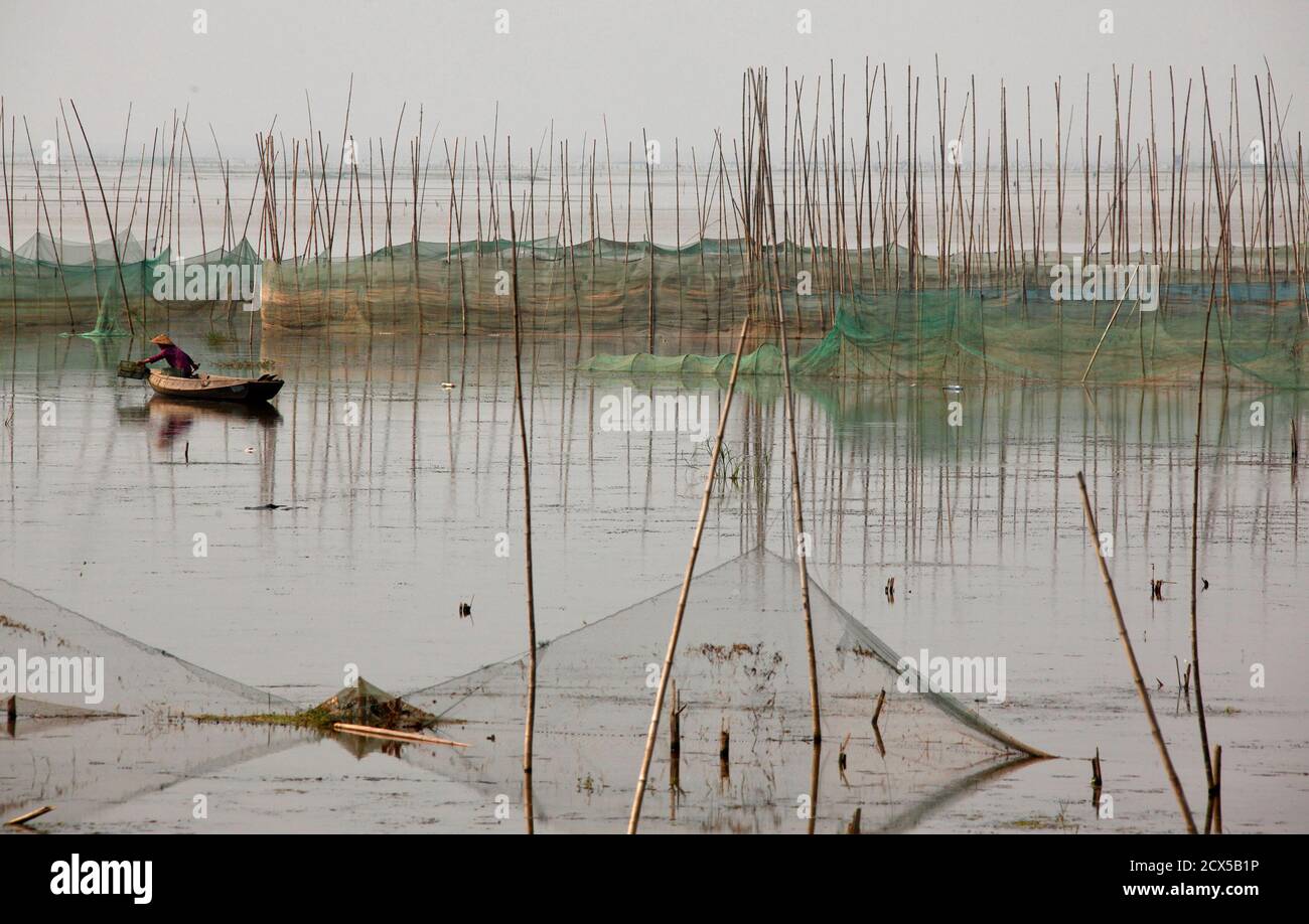A Fisherman Checks His Fish Traps Among Fishing Poles Which Are Normally Almost Completely Underwater At This Time Of The Year At Honghu Lake Near Honghu City In Central China S Hubei Province